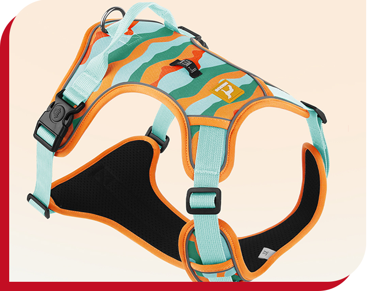 Collars And Leashes